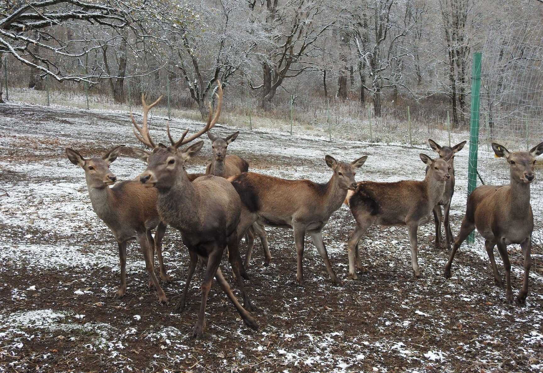 Եղջերուների երրորդ խմբաքանակը արդեն Հայաստանում է