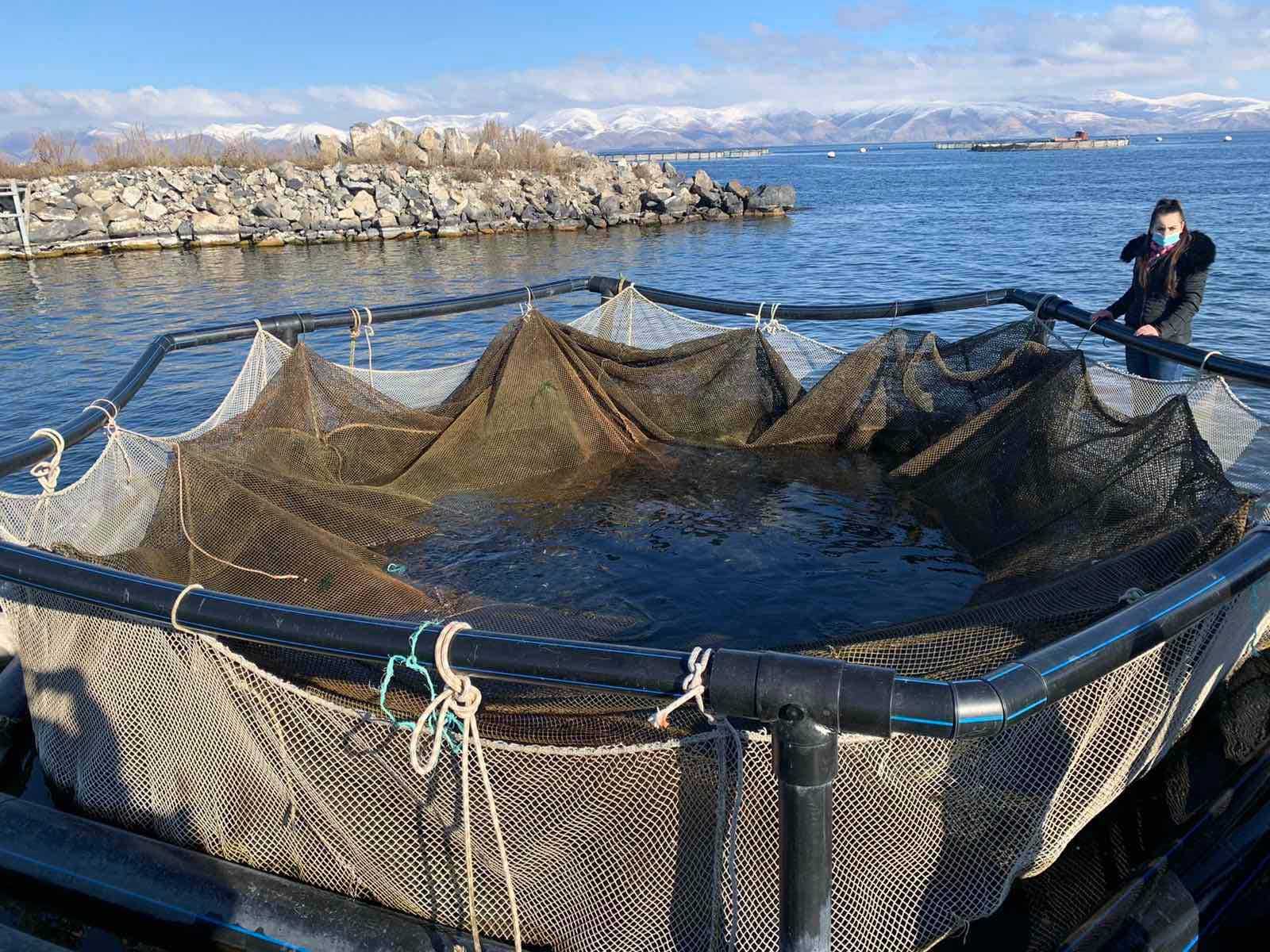 Սևանա լիճ է բաց թողնվել շուրջ 4700 հատ ամառային իշխանի մանրաձուկ