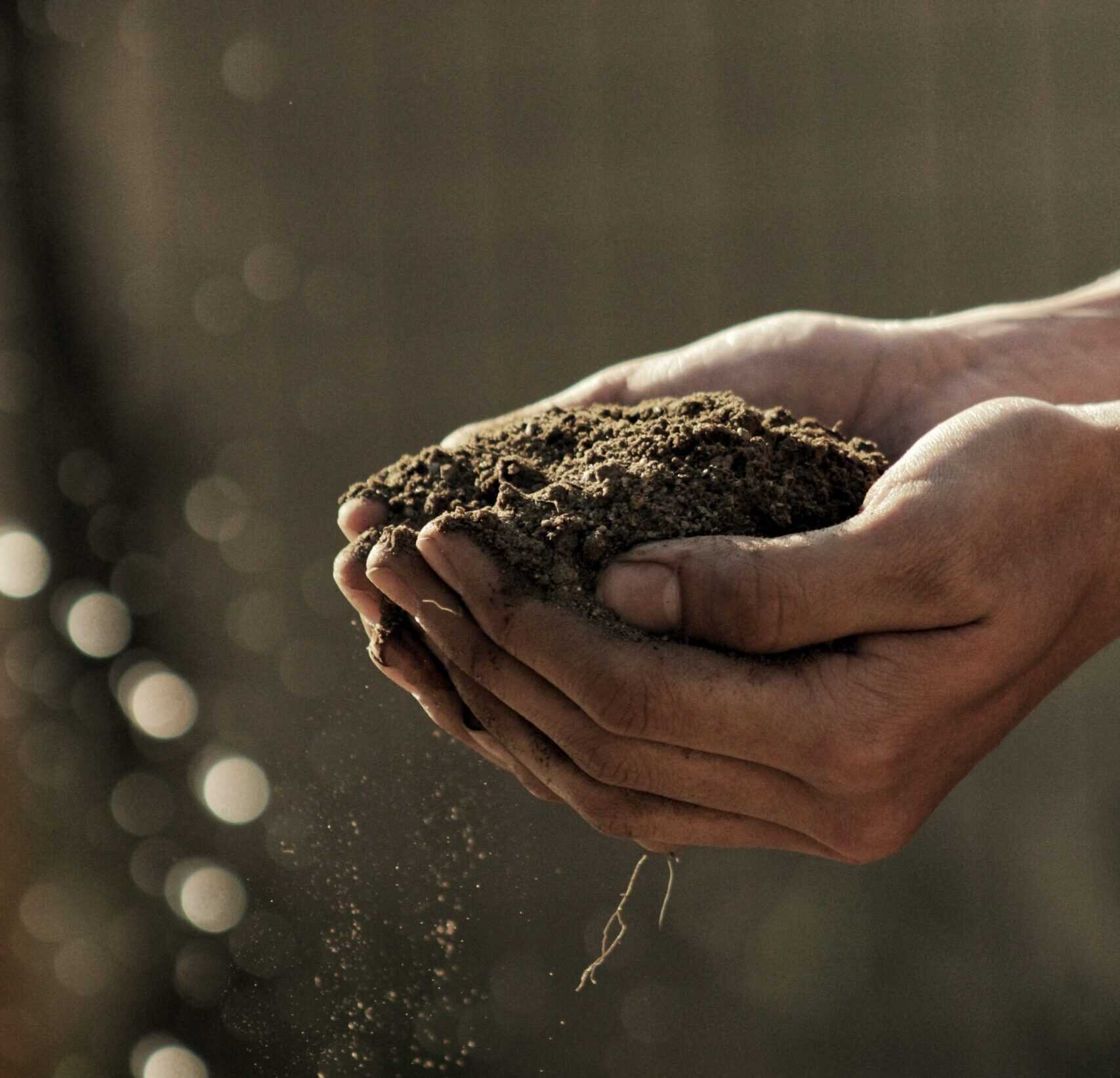 6000 ծառ է տնկվել ի հիշատակ զոհված զինծառայողների