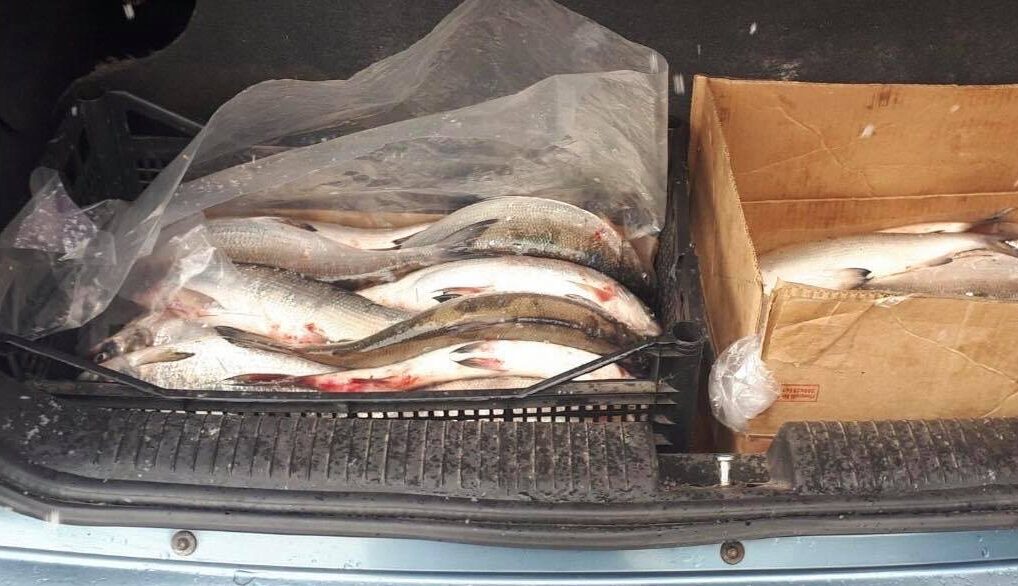 Կոտայքի մարզում առգրավվել է շուրջ 50 կգ սիգ