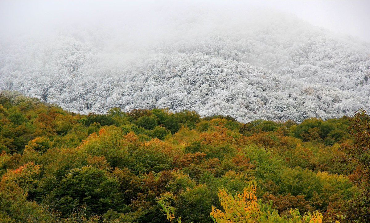 Ադրբեջանական զինուժի կողմից կիրառված զինատեսակներից կանխամտածված վնաս է հասցվել «Շիկահող» պետական արգելոցին և «Հայանտառ»-ին. ՇՄ նախարարություն