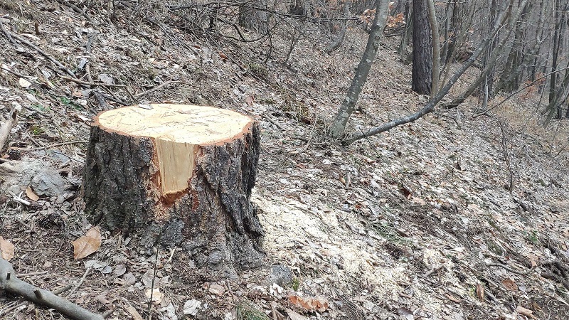 Հսկայական մասշտաբի հասնող ծառահատումներ՝ Վանաձորում․ ահազանգում է «Բնապահպանի տունը»