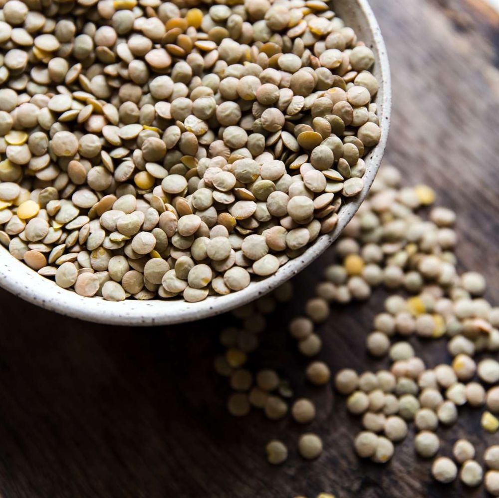 էկո հանրագիտարան. Ոսպ