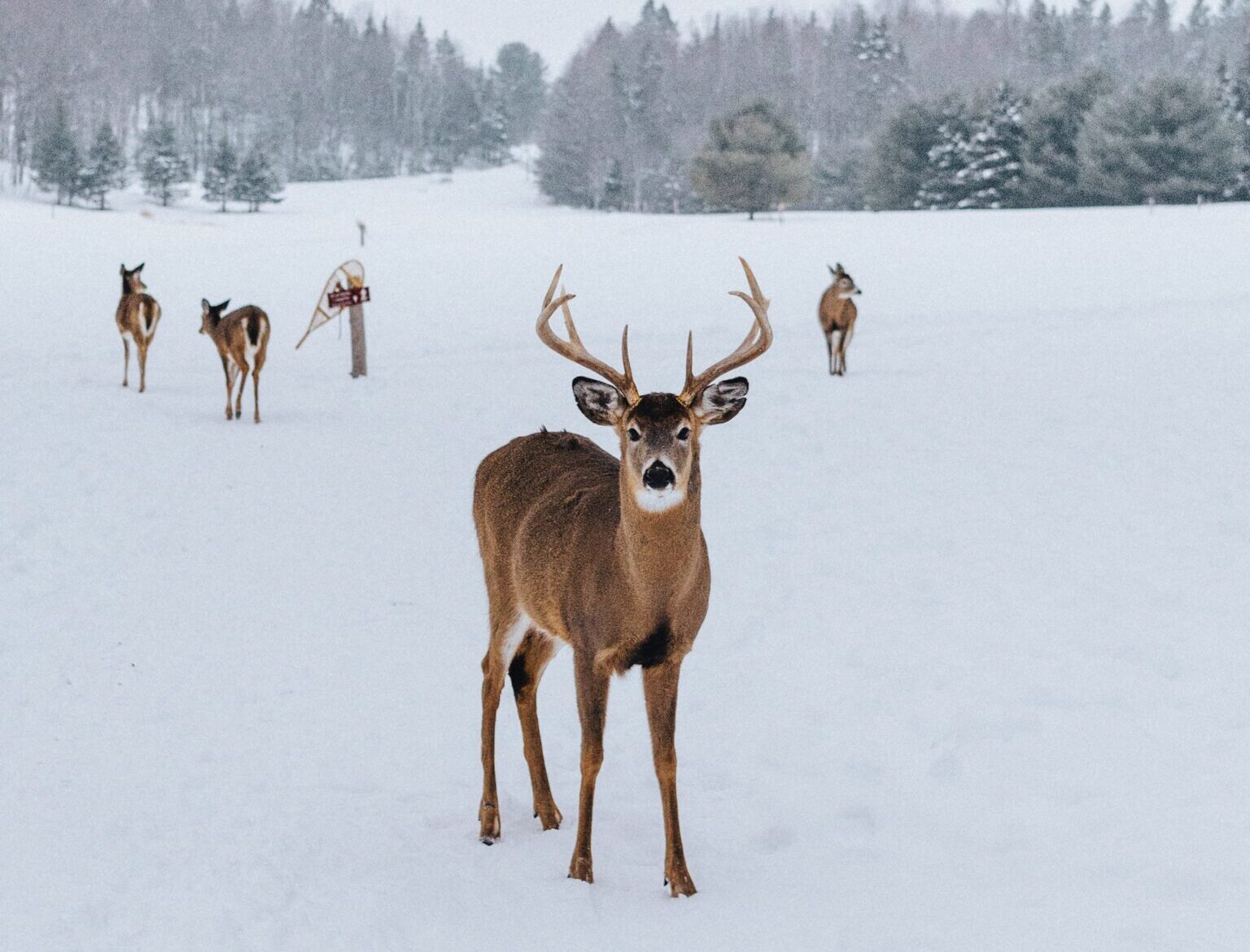 Եղջերուները Հայաստանում