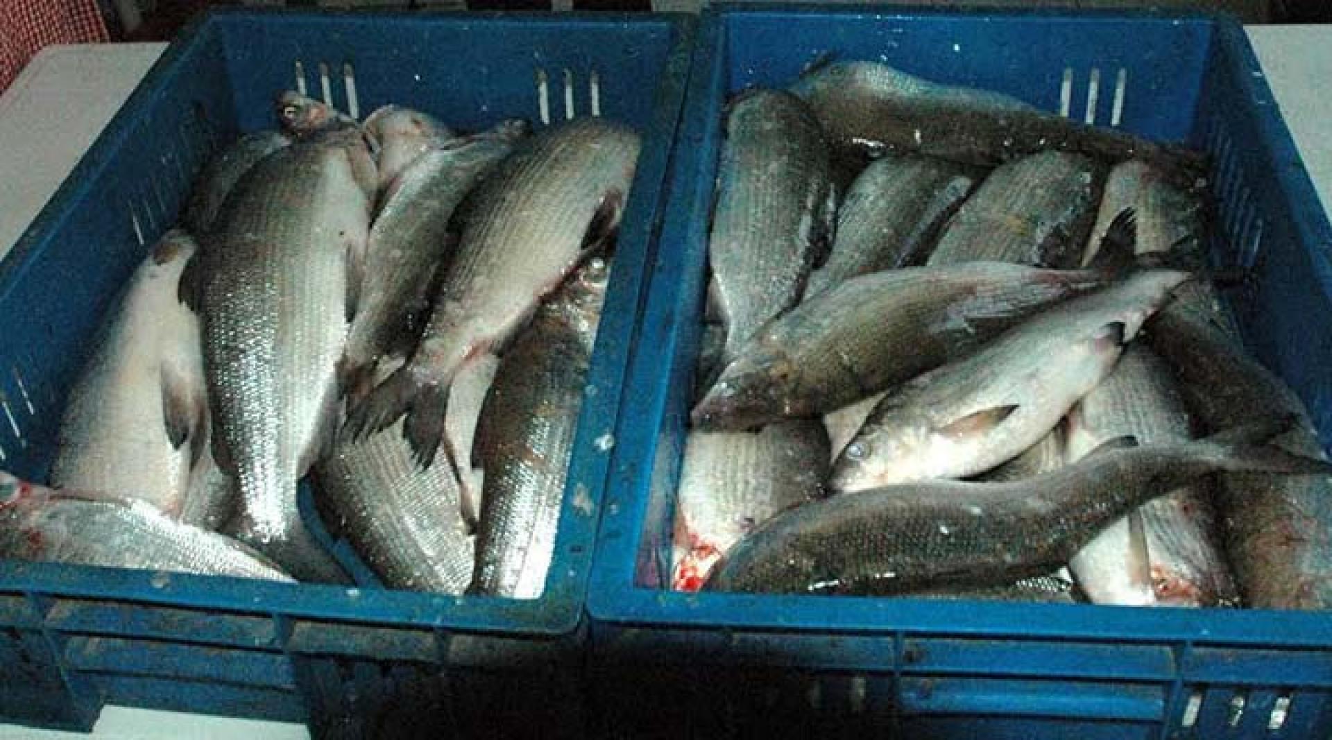 100 հատ սիգի ապօրինի որսի հերթական դեպք