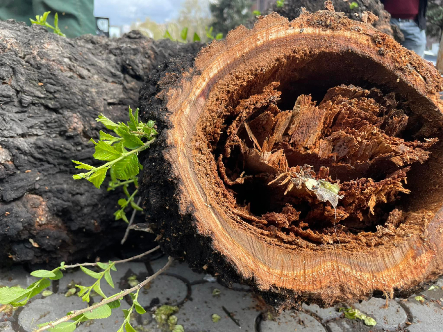 https://eco.am/%d5%af%d5%a5%d5%b6%d5%bd%d5%b8%d6%82%d5%b6%d5%a1%d5%af%d5%b8%d6%82%d5%a9%d5%b5%d5%b8%d6%82%d5%b6%d5%a8-%d5%af%d5%b8%d6%80%d6%81%d6%80%d5%a1%d5%ae-%d5%ae%d5%a1%d5%bc%d5%a5%d6%80%d5%a8-%d5%af%d6%83/