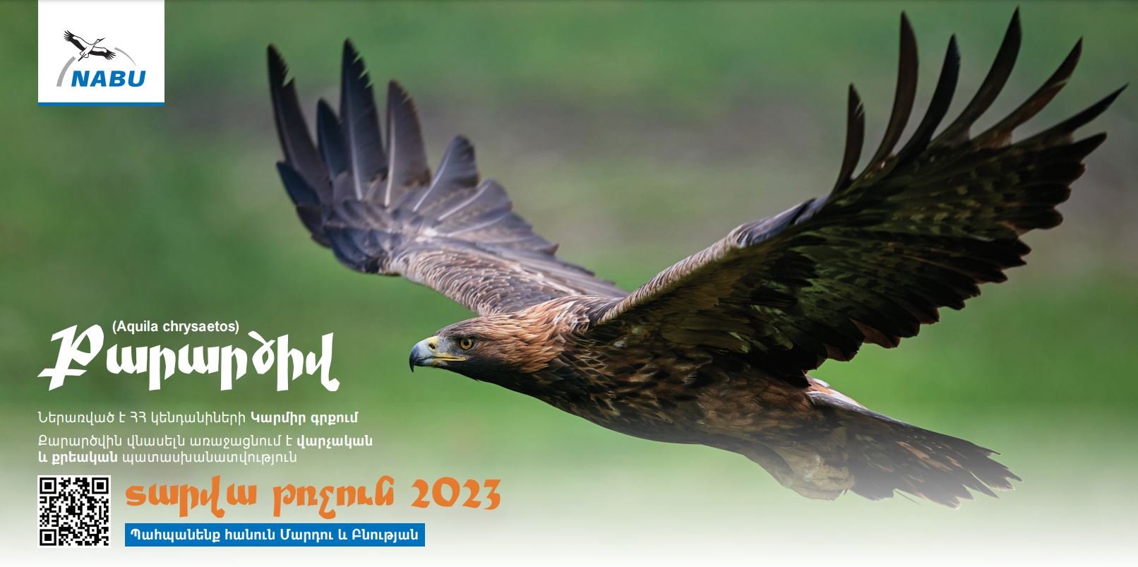 Խնամք ստացած քարարծիվը բաց է թողնվել վայրի բնություն