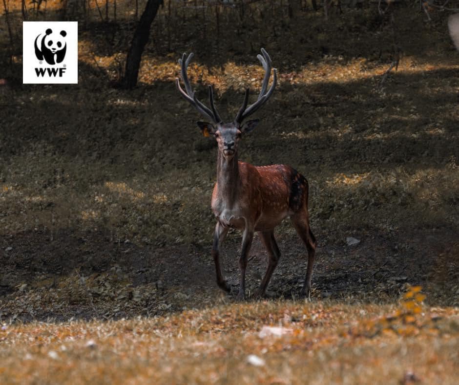 Ազնվացեղ եղջերուն ավելի քան 200 կմ ճանապարհորդությունից հետո վերադարձել է Դիլիջան