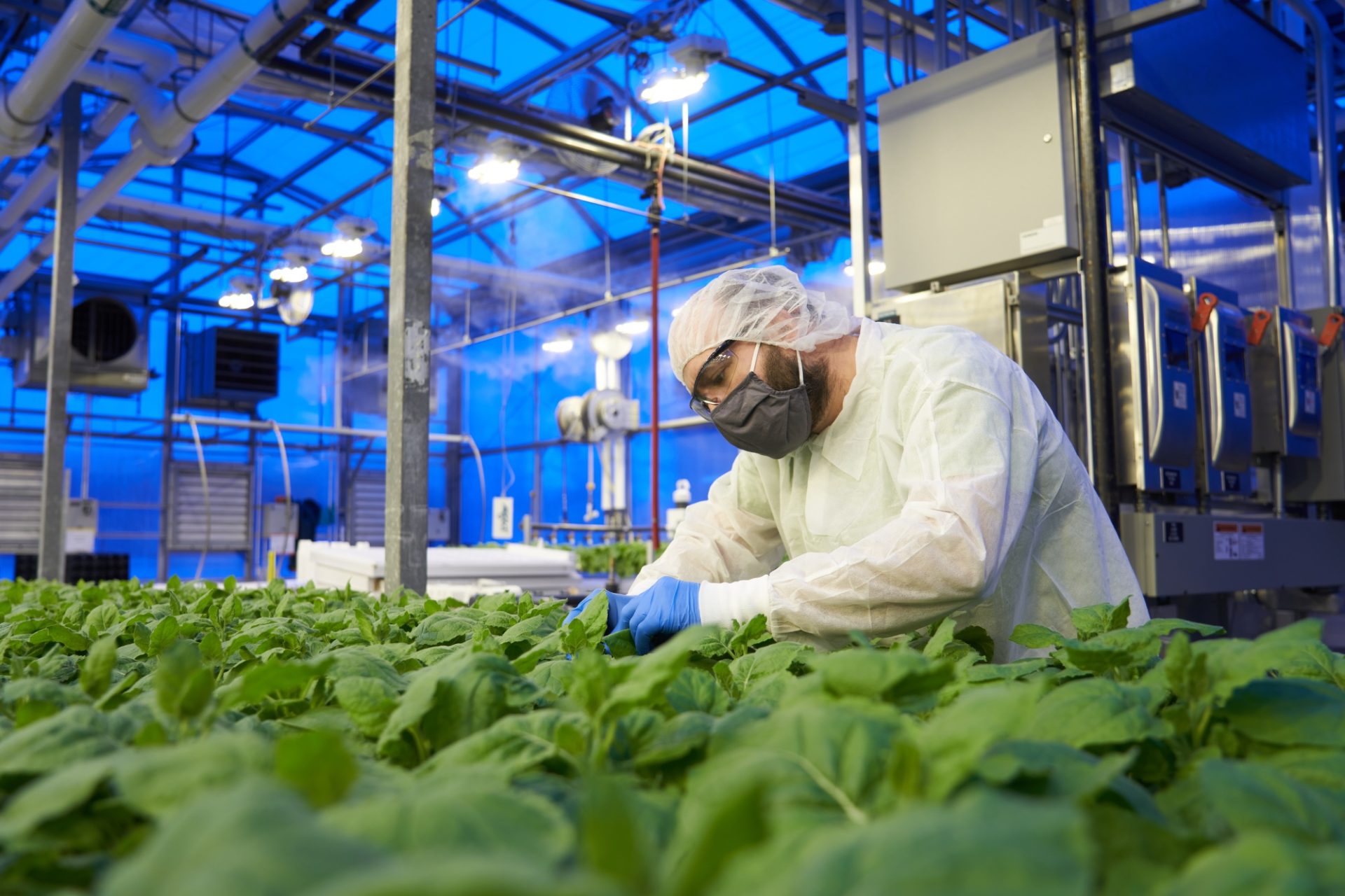 Կանադայում գործարկվել է Covid-ի դեմ բույսերի վրա հիմնված պատվաստանյութերի պլանտացիա