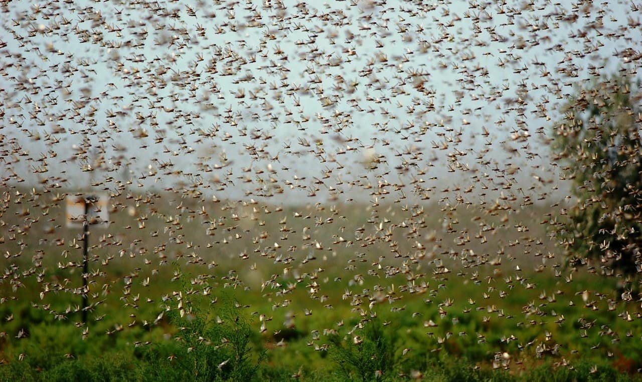 Կլիմայի փոփոխությունն ընդլայնում է մորեխների բռնկումները