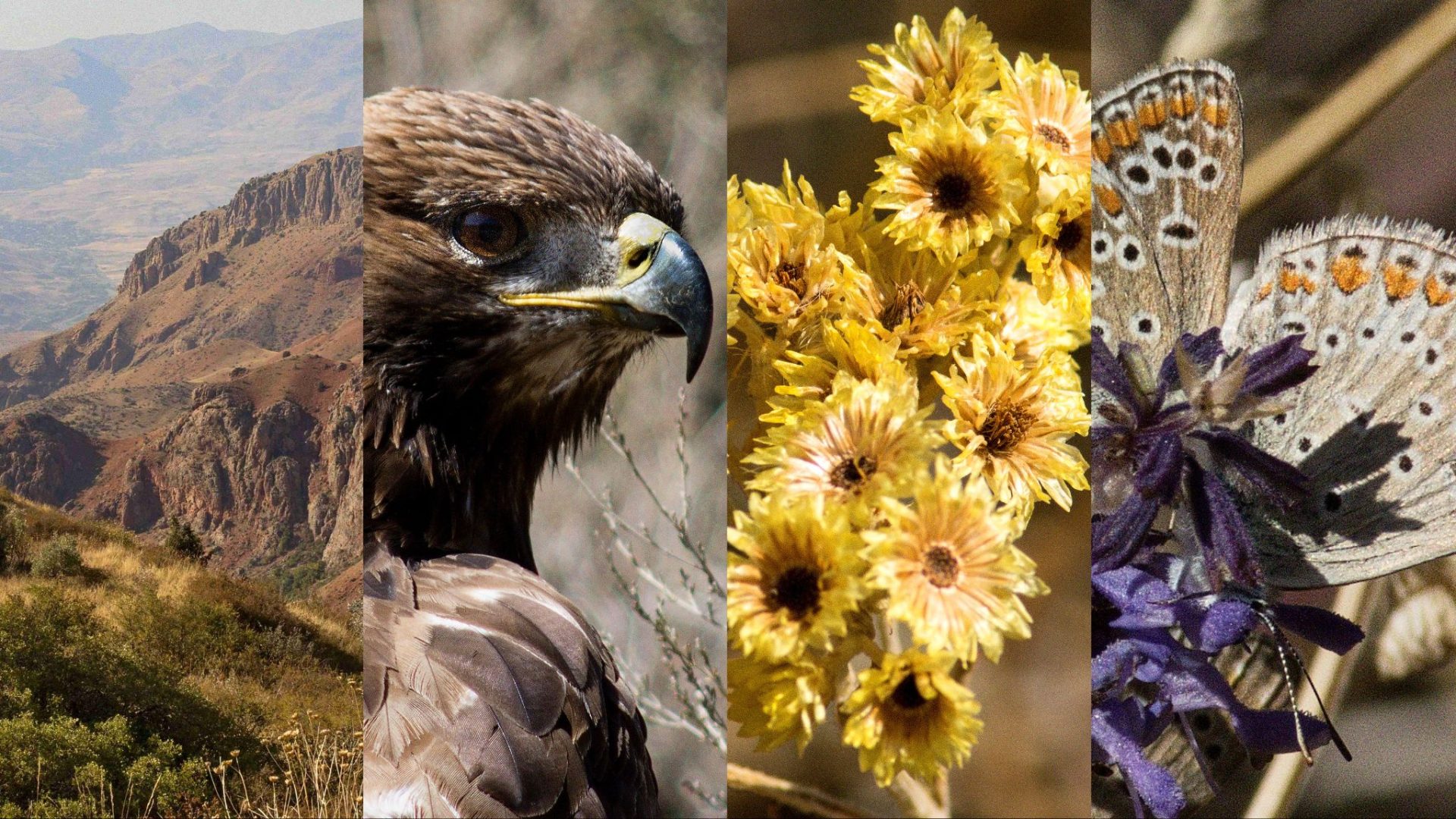 2023-ին կենսաբազմազանության ոլորտում արձանագրվել է  իրավախախտման 1024 դեպք