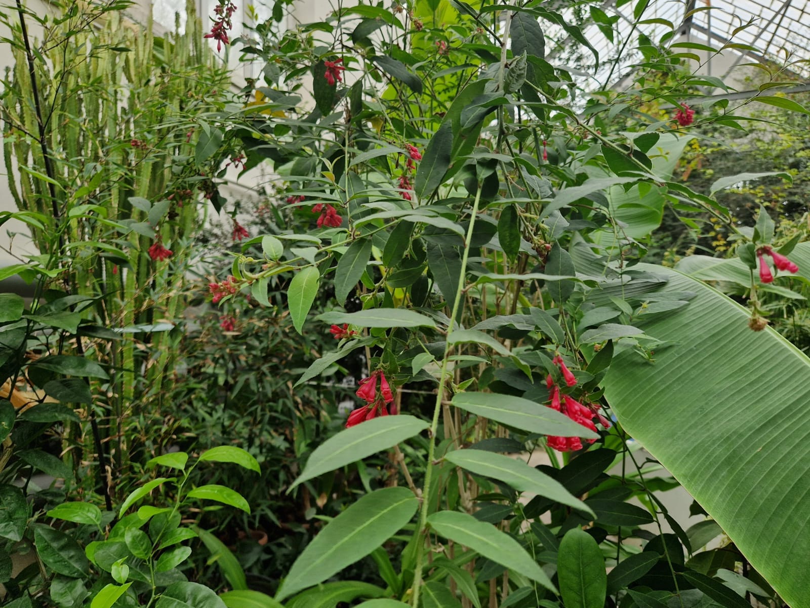 Ո՞ր բույսերն են այս ամիսներին ծաղկում Բուսաբանական այգում